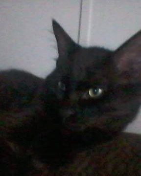 Cute Unsure named Sylvester