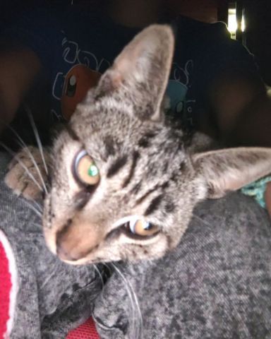 Cute domestic short hair named Zeus