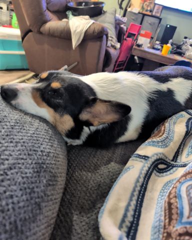 Cute Paran Brook Corgi named hazel