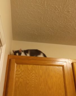 Cute American Shorthair named Cloudfur