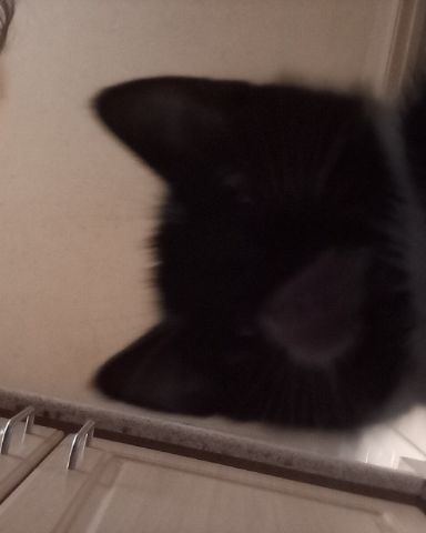 Cute tuxedo cat named oreo
