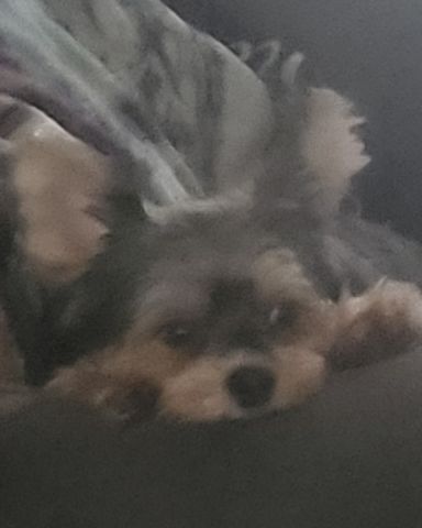 Cute Morkie named Teacup