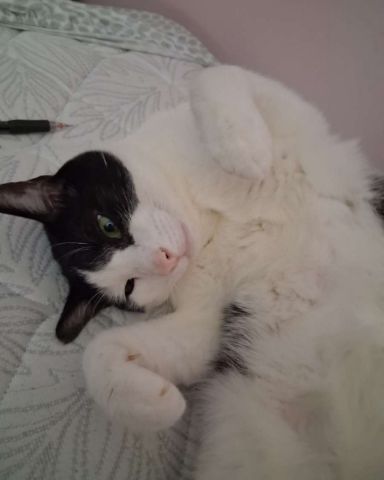 Cute Tuxedo cat named soup