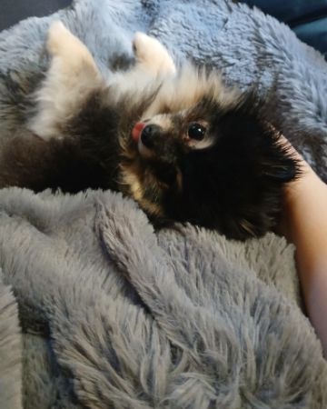 Cute Pomeranian named Millina Belle (Millie)