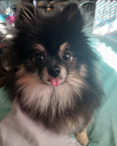 Cute Pomeranian named Millina Belle (Millie)
