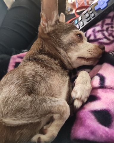 Cute dog named Izzy