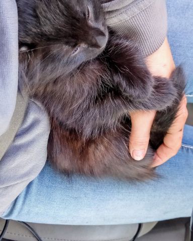 Cute Bombay named Cleopatra