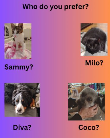 Cute Unknow named Sammy