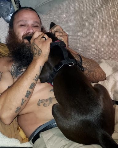 Cute pit blue pugwennie named Meeko&Chabon