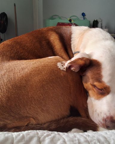 Cute Australian shepherd pit bull mix named Daisy