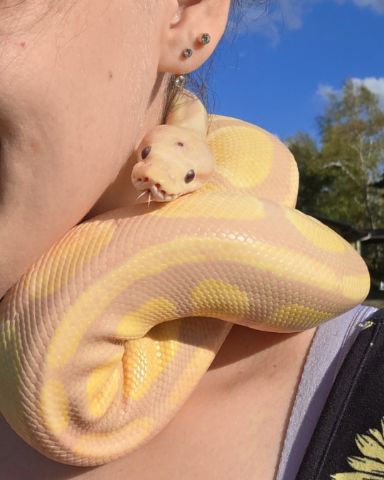 Cute reptile named Gouda