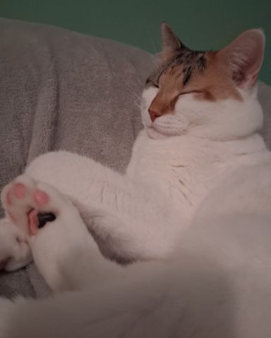 Cute cat named Callie