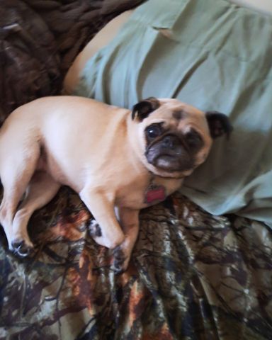 Cute dog named Chelsea