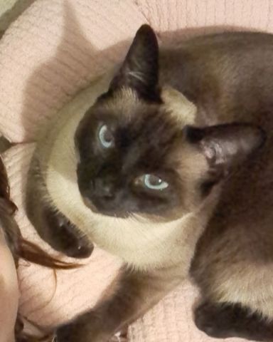 Cute Siamese named Luna🌙💫 (twin of Stella)