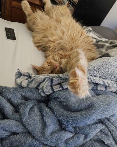 Cute cat named Smudge ( Orange ) And Marshmallow ( White )