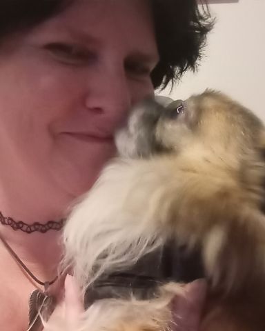 Cute Long Haired Chihuahua named Rocko