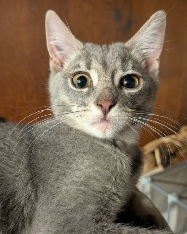 Cute American shorthair named Egypt