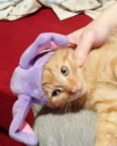 Cute tabby named Tiger