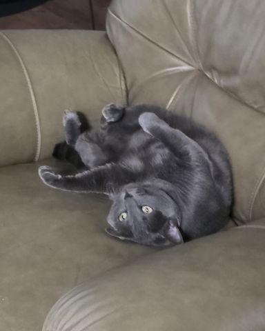 Cute Korat named Cotton