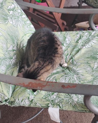 Cute Egyptian Tabby named Shadow