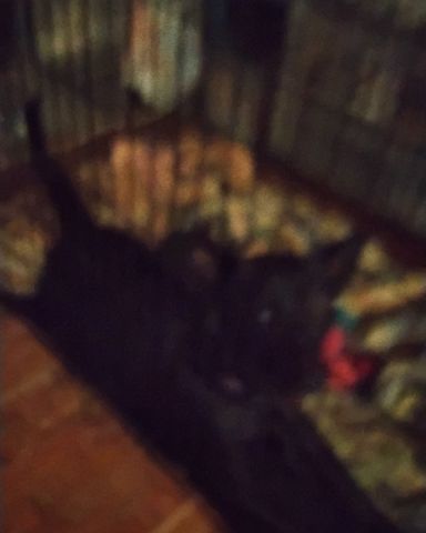 Cute black lab and border collie named jade