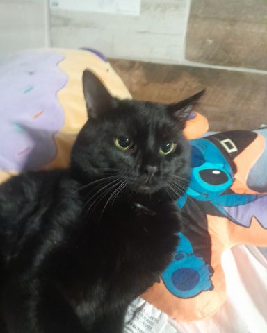 Cute black cat named Midnight
