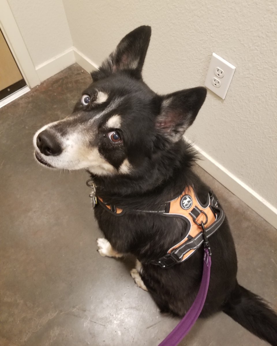Cute dog named Loki