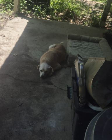 Cute mutt named butterscotch