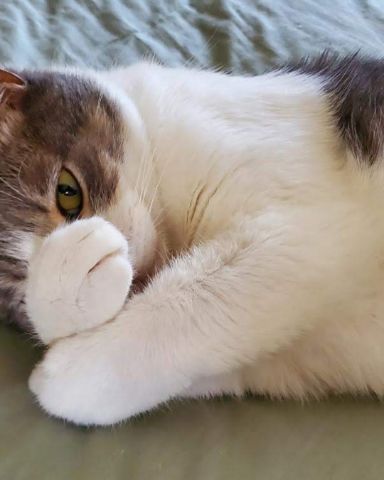 Cute cat named bingo