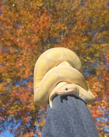 Cute reptile named Gouda
