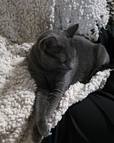 Cute cat named Cotton