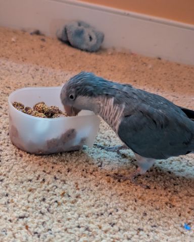 Cute other named pixie