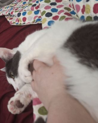 Cute American Shorthair named Cloudfur
