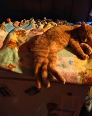 Cute tabby named Tiger