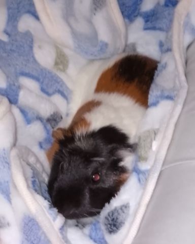 Cute Guinea Pig named Neo