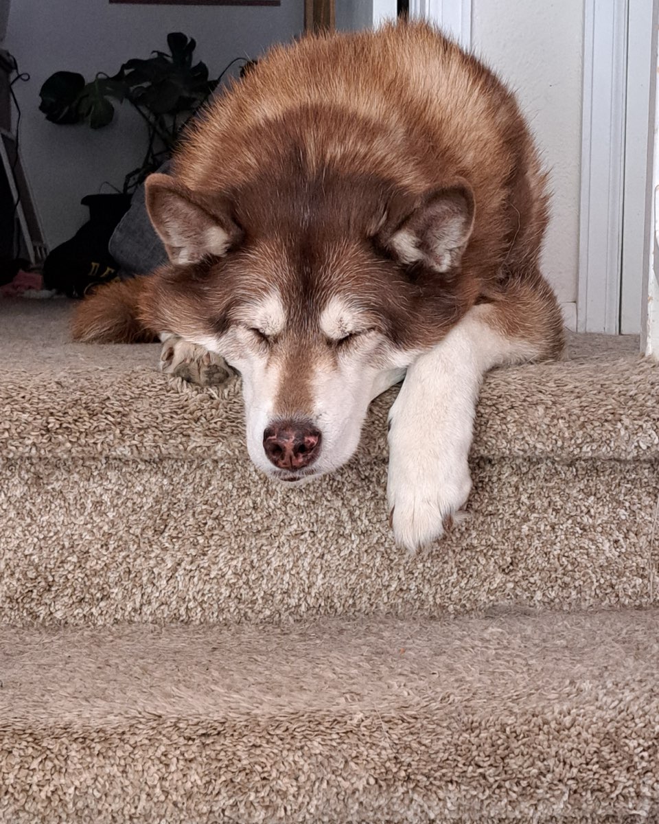 Cute Siberian Husky named Nala