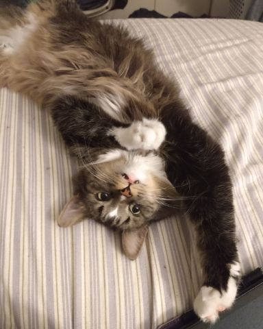 Cute cat named Jordan