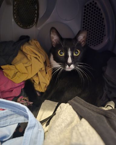 Cute Tuxedo named Ozzie
