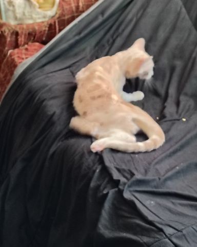 Cute orange cat named Aphrodite