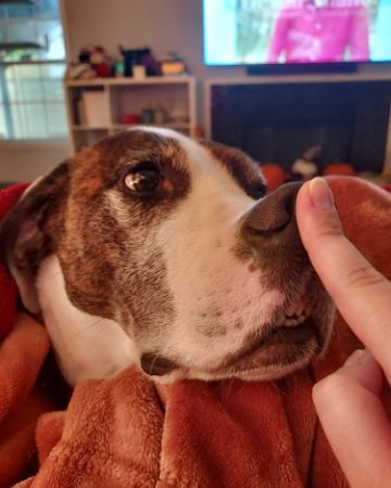 Cute Hound/Boxer named Bucky