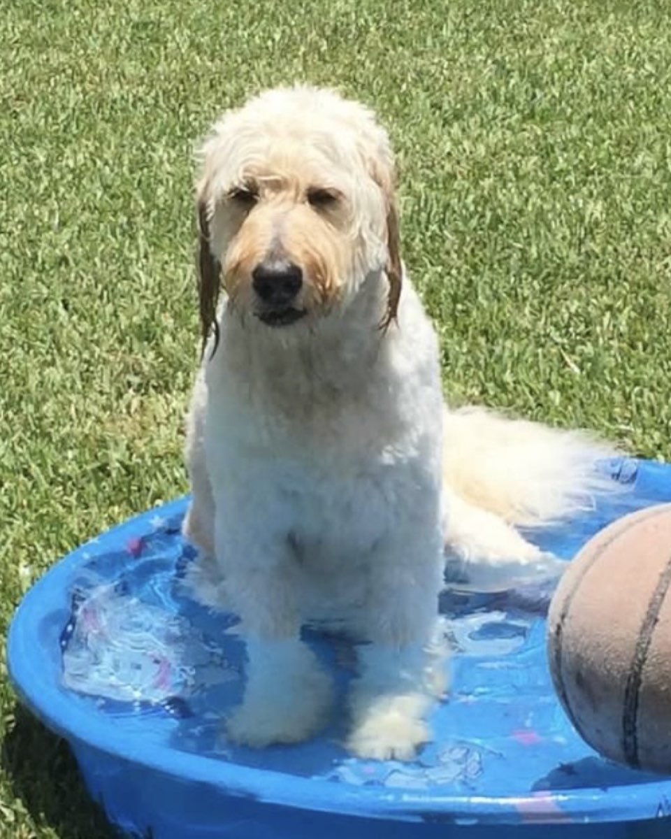 Cute Goldendoodle named Bria