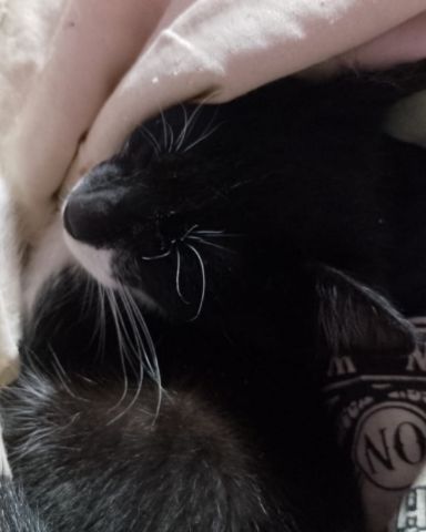 Cute cat named Silvestre