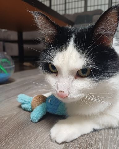 Cute Tuxedo named Manchhas