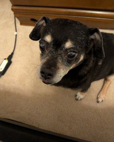 Cute wiener dog named paco