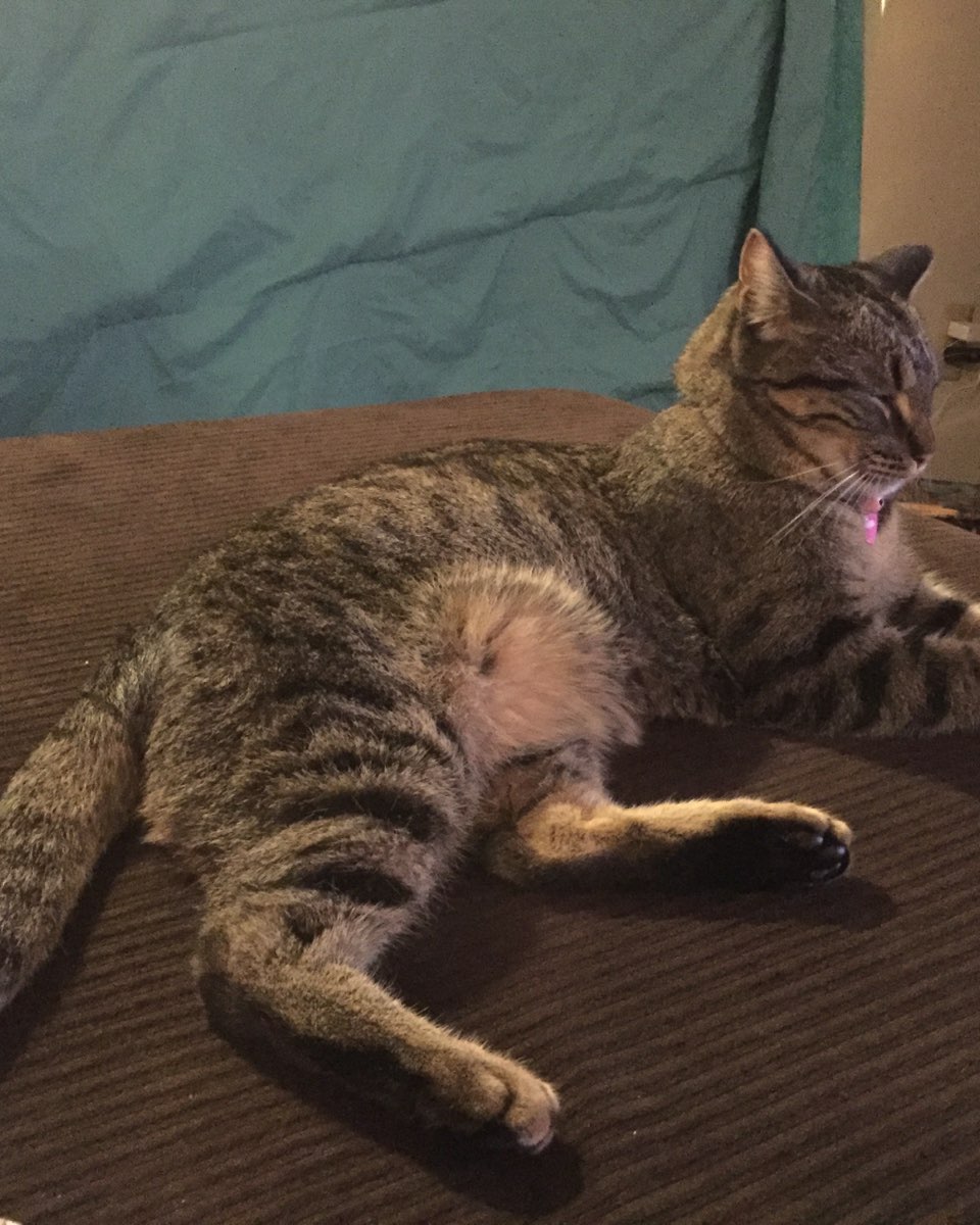 Cute cat named ReyRey
