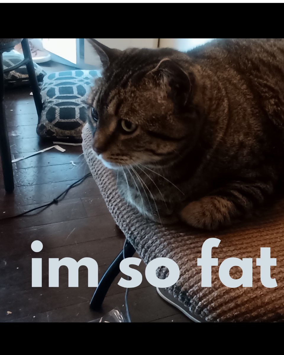 Cute cat named ReyRey