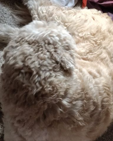 Cute Golden doodle named Sammy