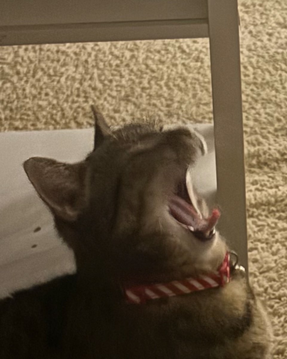 Cute cat named Luna