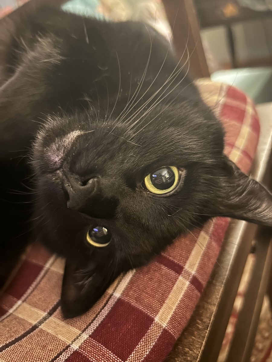 Cute Black Cat named Moonlight