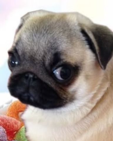 Cute pug named lucy